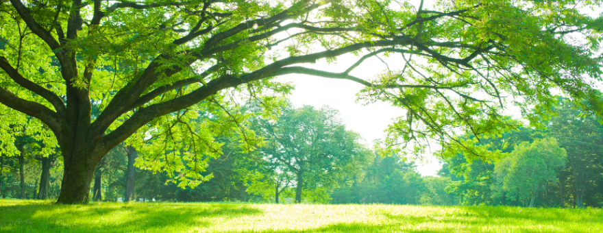 Ağaçların Yeri Nasıl Değiştirilir?