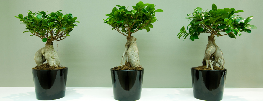 Bonsai Aalar Ve  Mekan Ergonomisi | Peyzaj.com