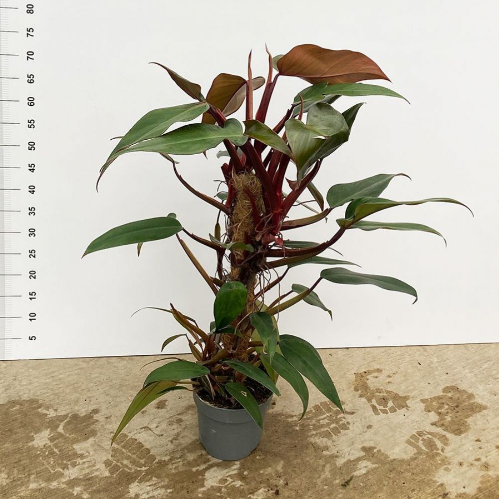 Philodendron Mandaianum (thal) - peyzaj.com