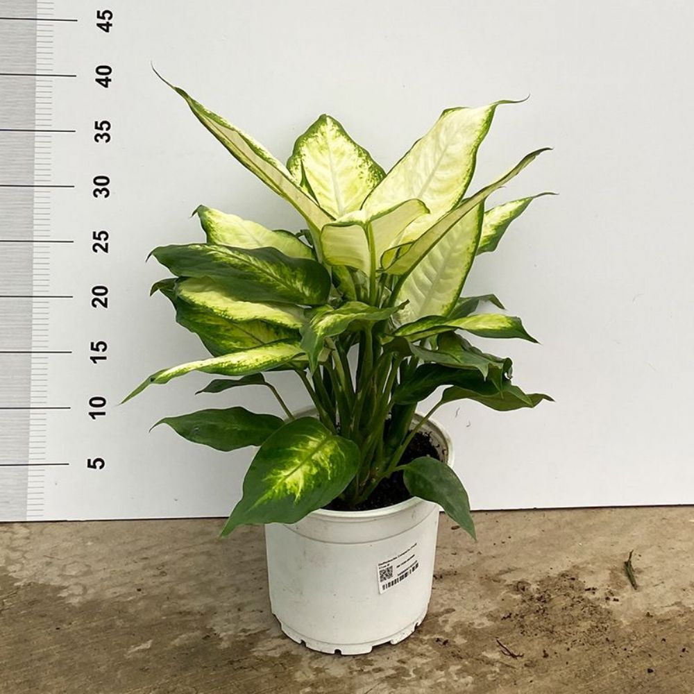 Dieffenbachia Compacta (Yerli) - peyzaj.com