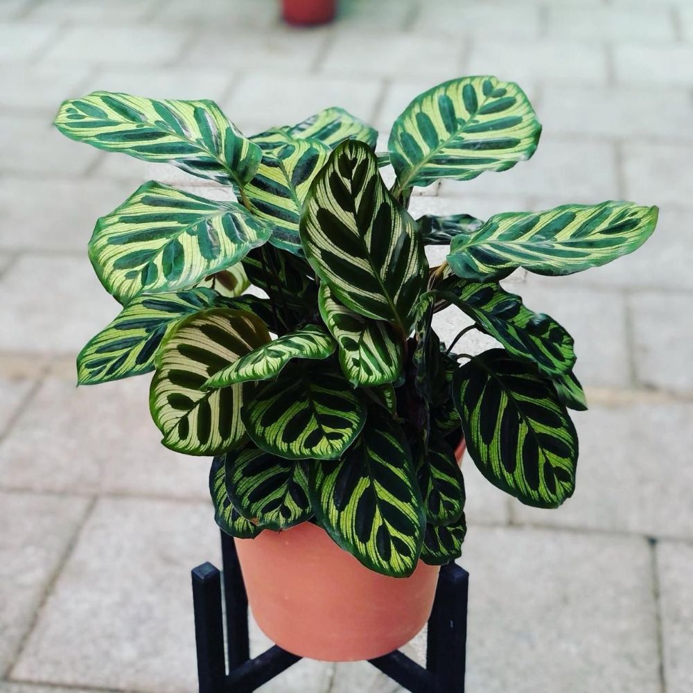 CALATHEA ( DUA E ) - peyzaj.com
