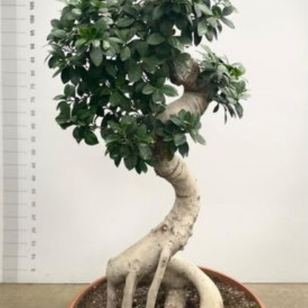 bonsai shears Tsurumaki Long Handled Bonsai Shears main image 1