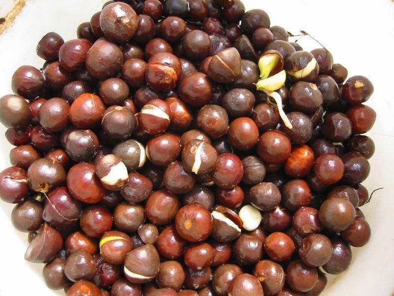 Çay tohumu